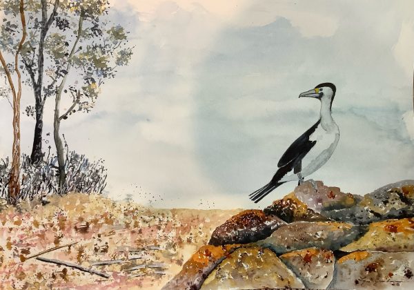 Lyn Graham Cormorant Watercolour On Cotton Paper 42 X 29.5