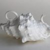 Triton Shell Teapot 2 Carol Forster Art Lovers Australia