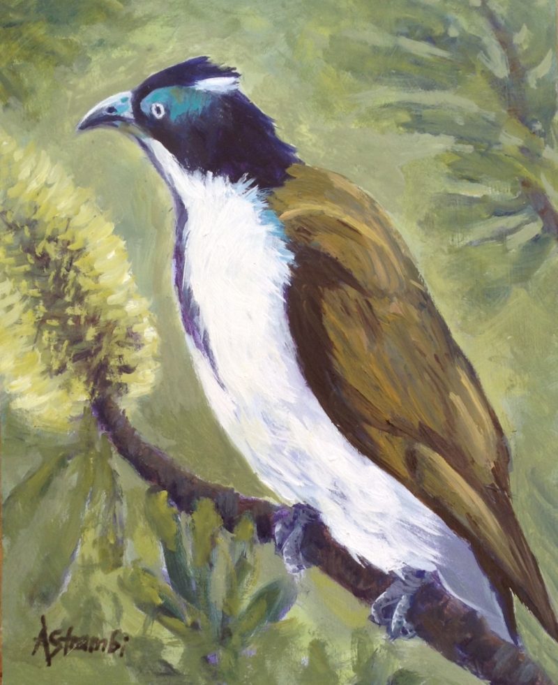 Blue faced Honeyeater