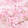 Cherry Blossoms