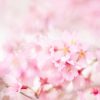 Cherry Blossoms