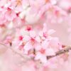 Cherry Blossoms