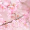 Cherry Blossoms