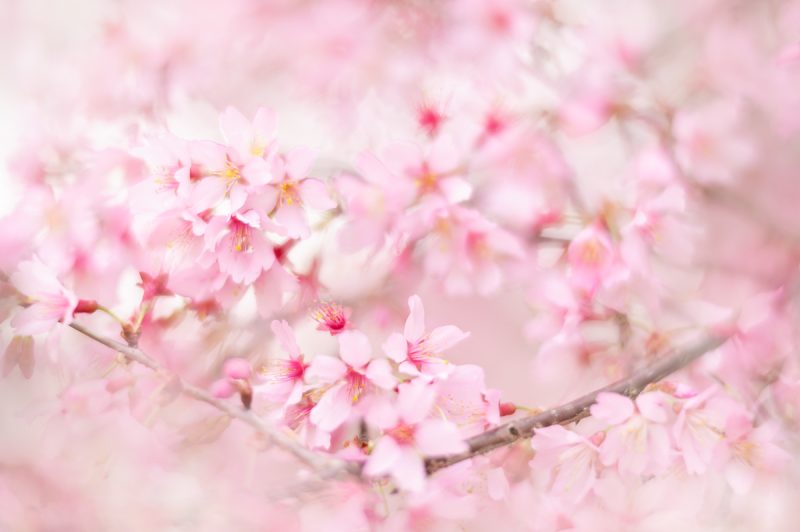 Cherry Blossoms – Ltd Edition Print