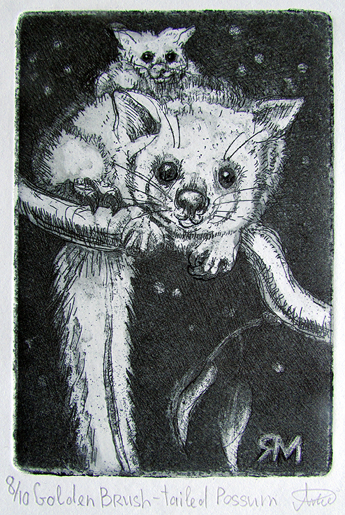 Golden Brush-tailed Possum – Etching – Ltd Ed Print