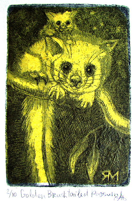 Golden Brush-tailed Possum (yellow) – Etching – Ltd Ed Print