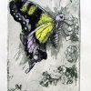 Etching. Graphium Macleayanus Sm