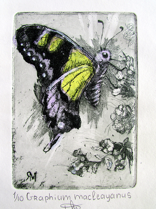 Gaphium macleayanus – Etching – Ltd Ed Print