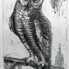 Etching. Great Horned Owl Sm