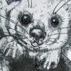 Golden Brush Tailed Possum W Det1