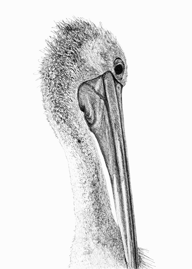 Pelican Drawing – Graceful Beak: A Pelican’s Reverie