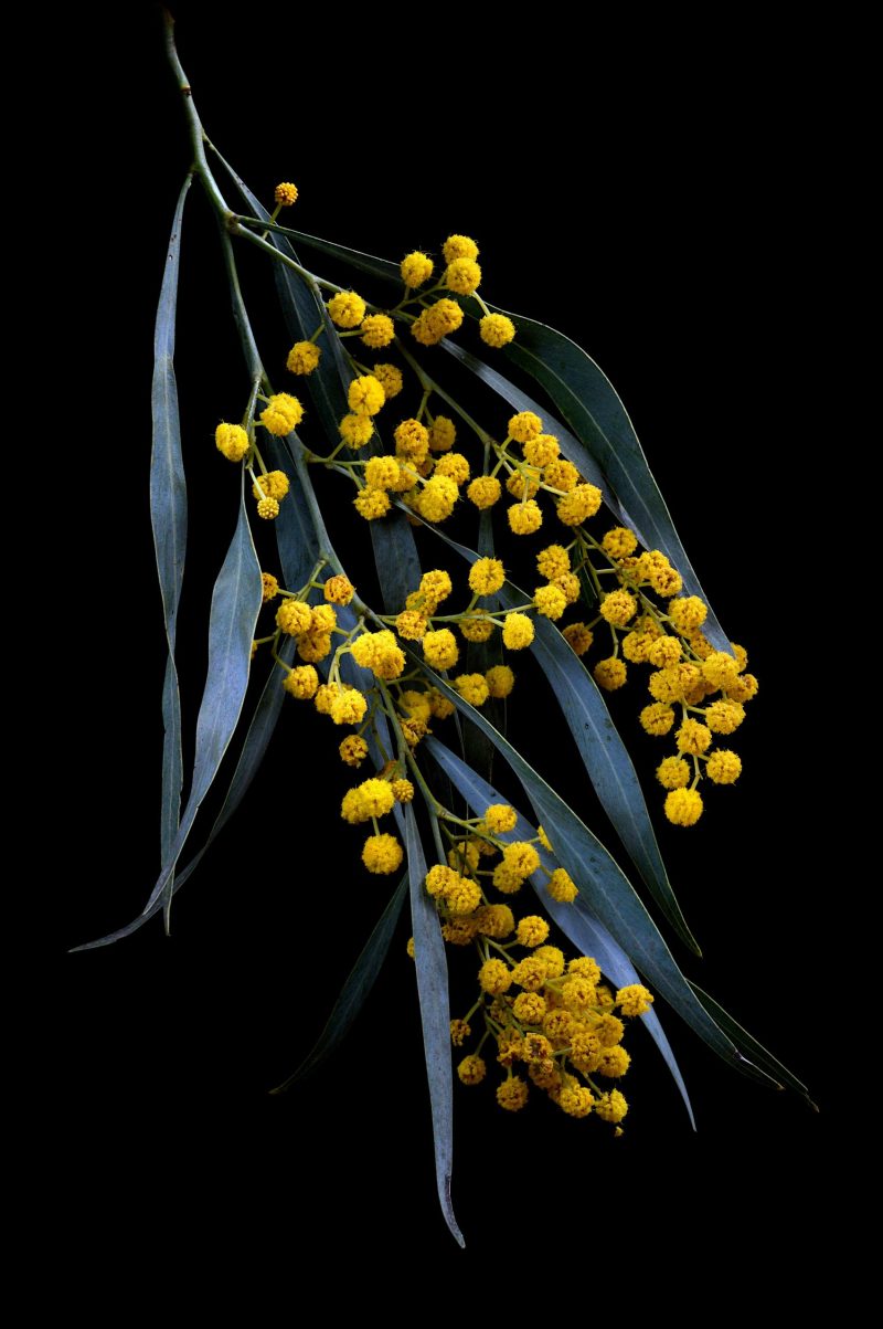 Golden Wattle Ltd Ed Print