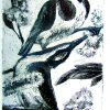 Etching. Blue Faced Honeyeater Sm (2)