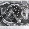 Etching. Spotted Tailed Quolls Sm