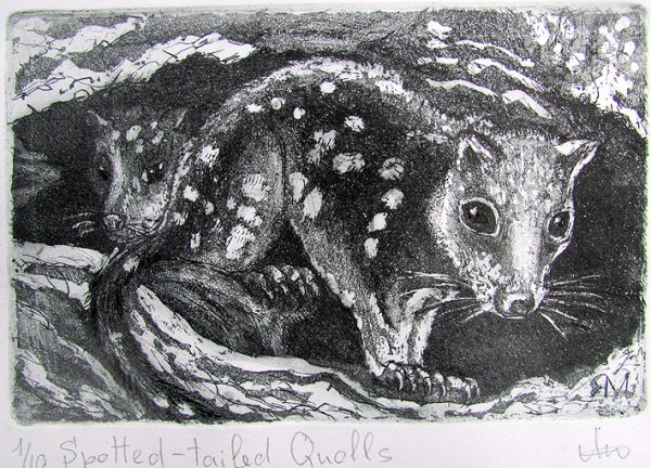 Etching. Spotted Tailed Quolls Sm