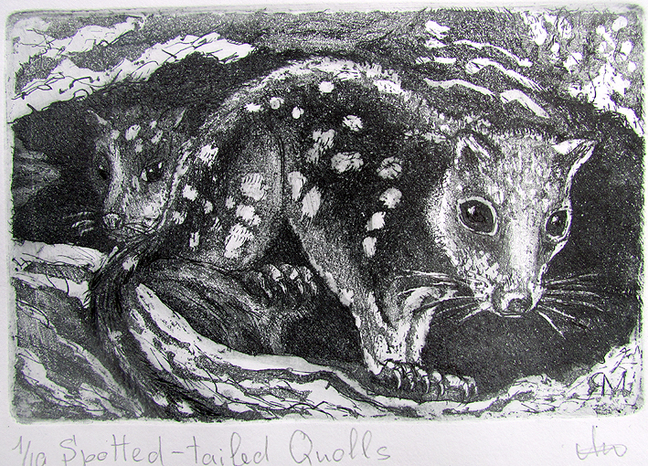 Spotted-tailed Quolls Ltd Ed Print