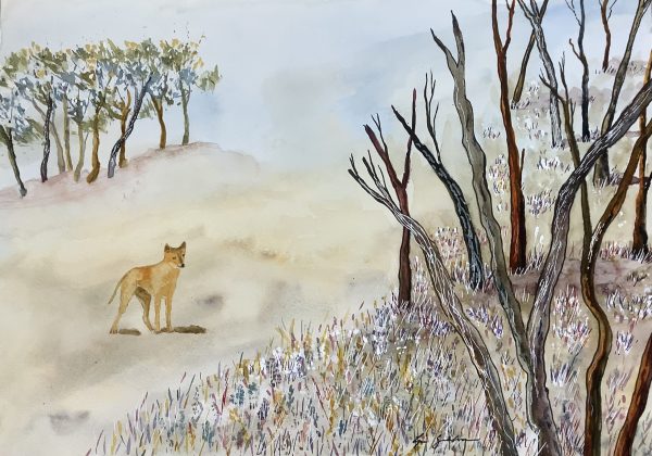 Lyn Graham Dingo 1 Watercolour On Cotton Paper 42 X 29.5