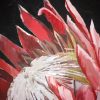 Protea On Black Cropped Small