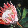 Protea On Black Small