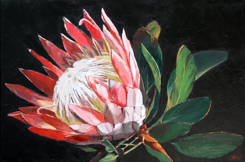 Protea