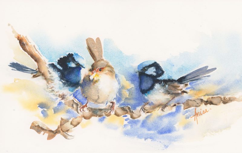 Blue Wrens – Three is a Crowd – Framed