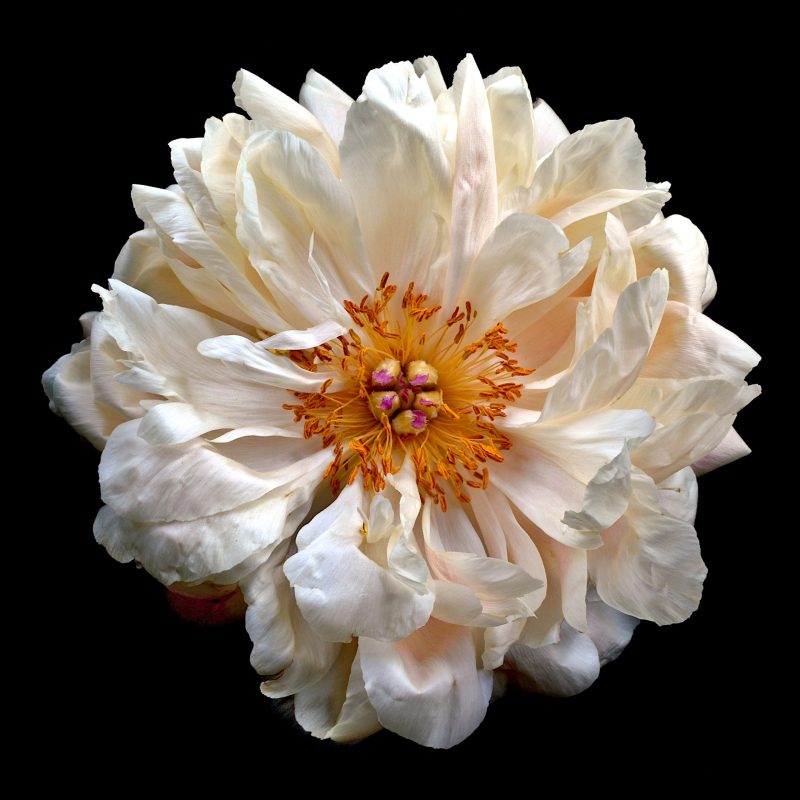 Paeonia Ltd Ed Print