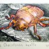 Etching. Christmas Beetle Sm