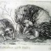Etching. Echidna With Baby Sm