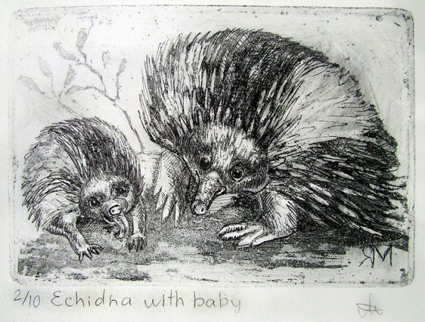 Etching. Echidna With Baby Sm