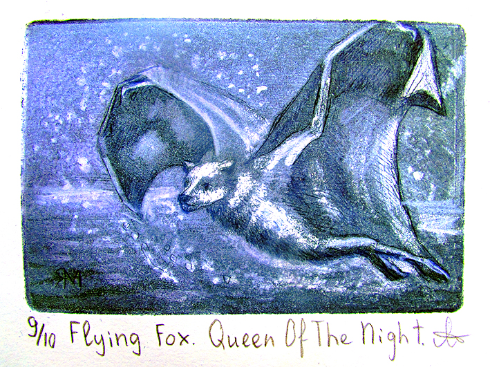Flying Fox – Queen of the Night    Ltd Ed Print