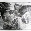 Etching. Galah Parrot With Chicks.black Sm