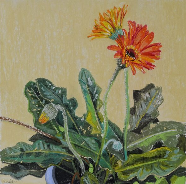 Sam Askin Mums Gerberas Full