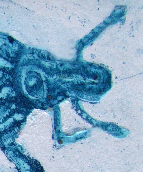 Sapphire Weevil Det1