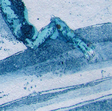 Sapphire Weevil Det3