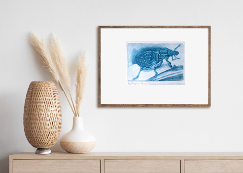 Sapphire Weevil Insitu