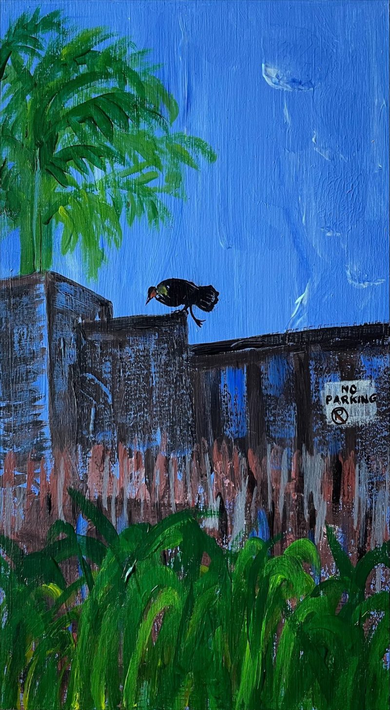 Shared Zone – (Brush Turkey)