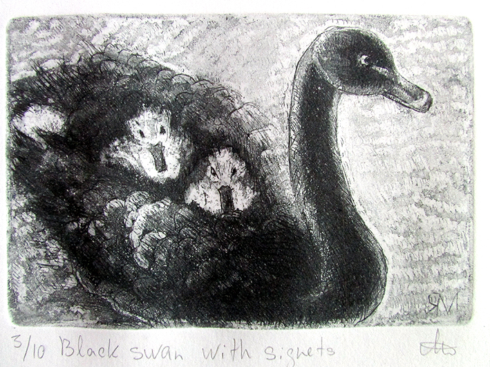 Black swan with signets Ltd Ed Print