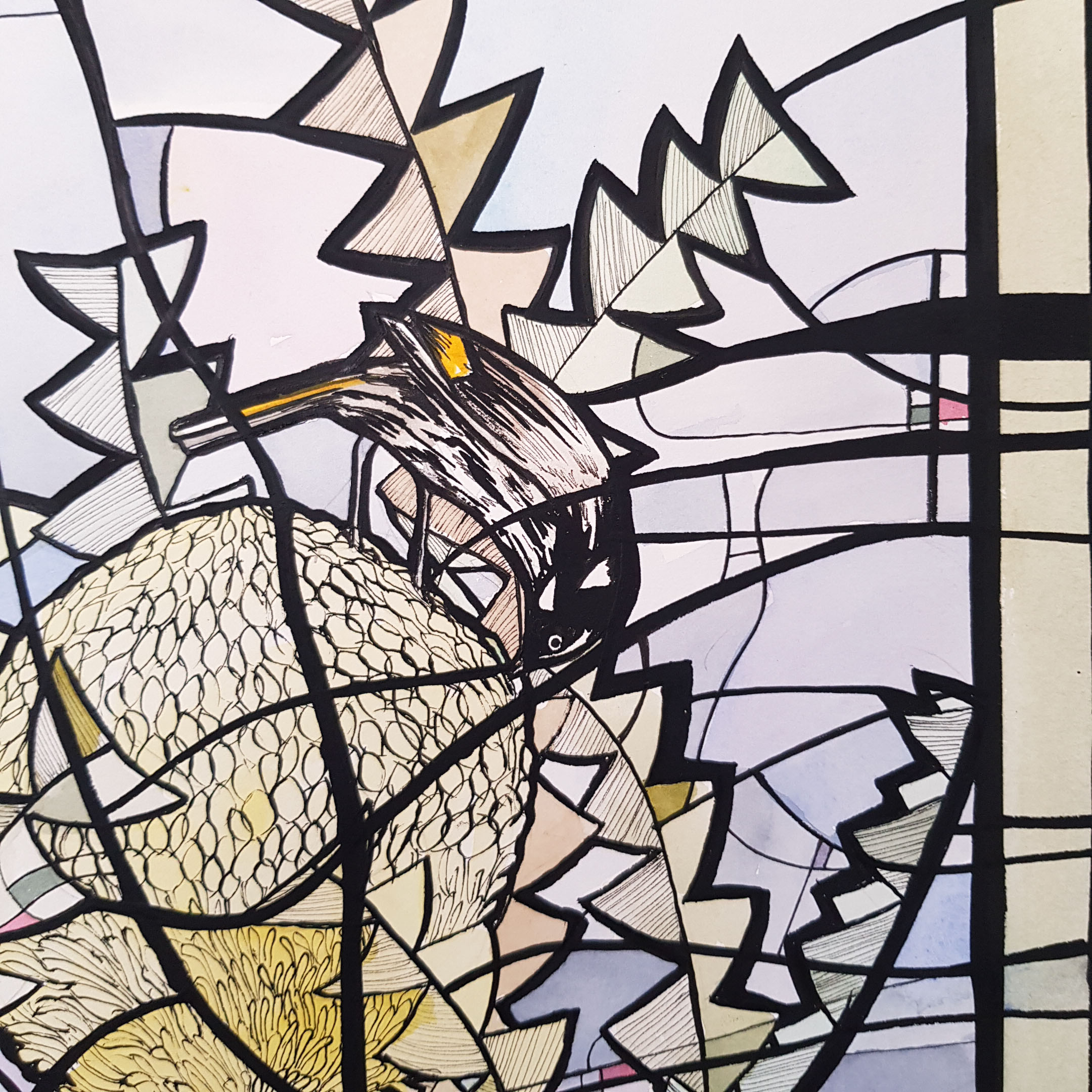 Honeyeater Feeding Nicolacowie Ala