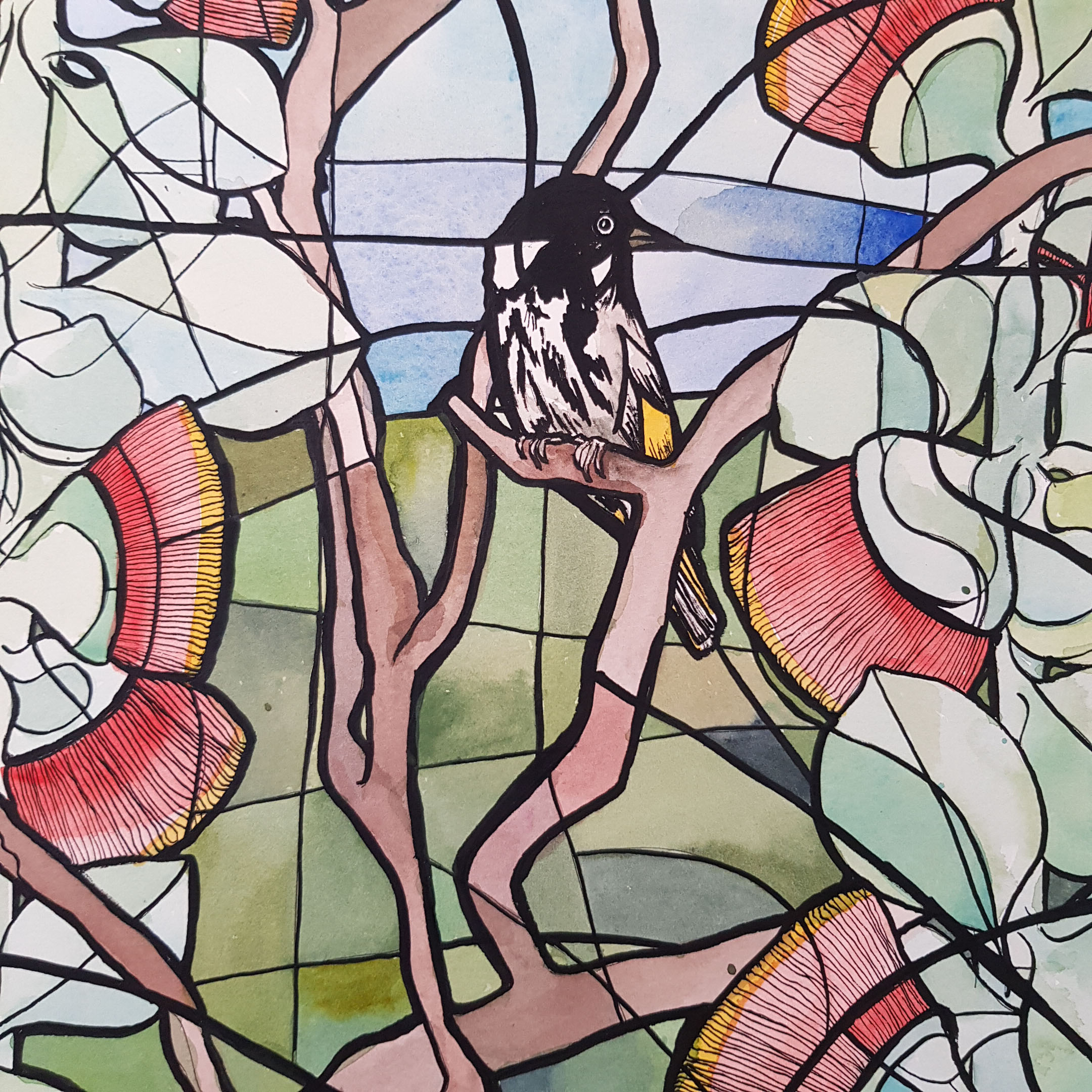 Eucalyptus Macrocarpa In Bloom Honeyeater