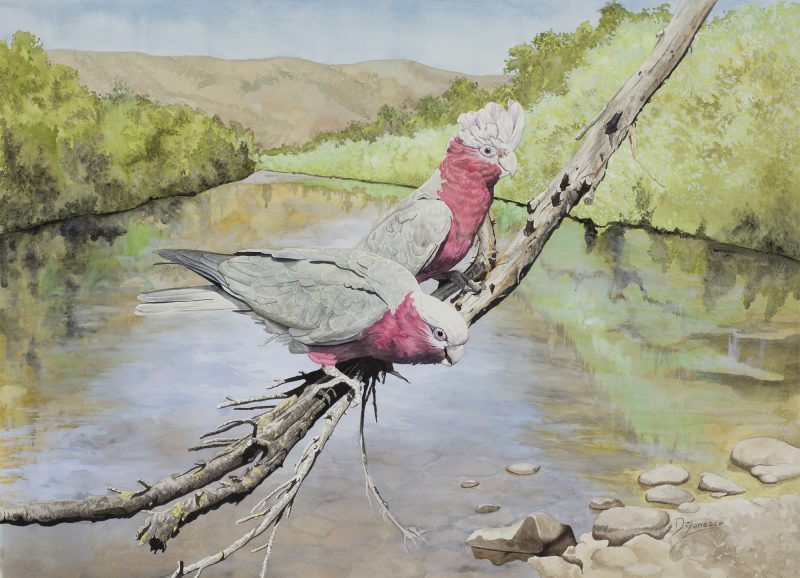 Looking Out Across the River – Galahs
