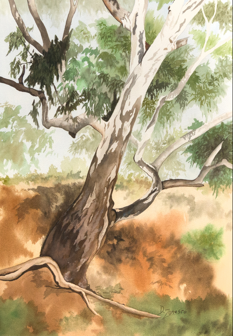 Eucalyptus on a River Bank