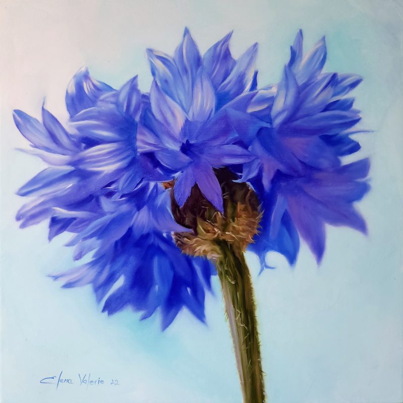 Sky Blue Cornflower