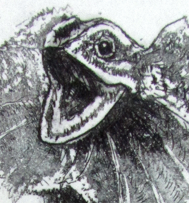 Frill Lizard Det1