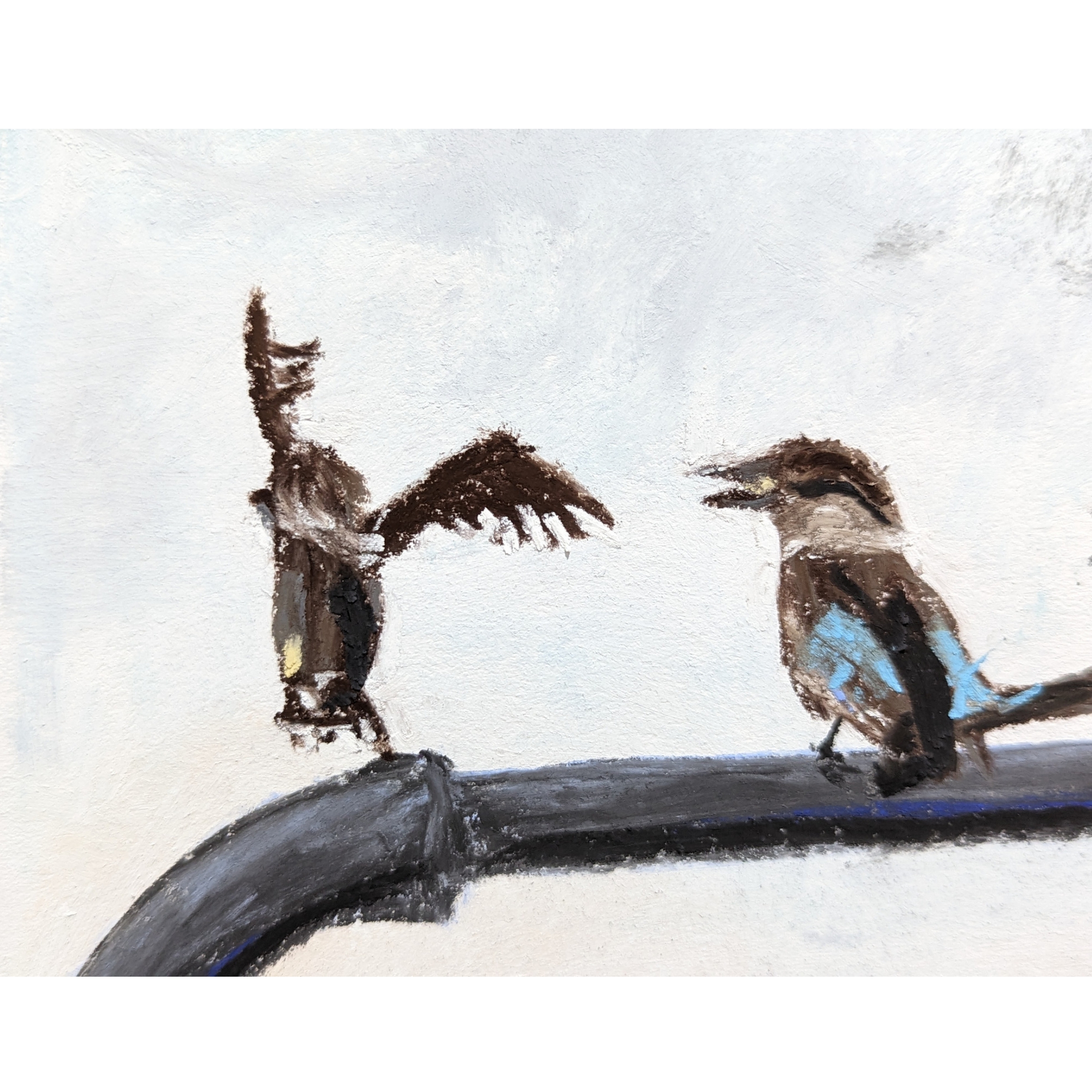 Sam Askin Kookaburra Chats Flying