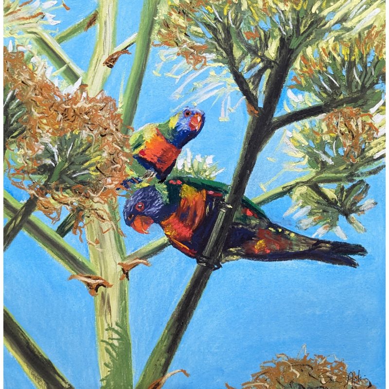 Looking Lorikeets