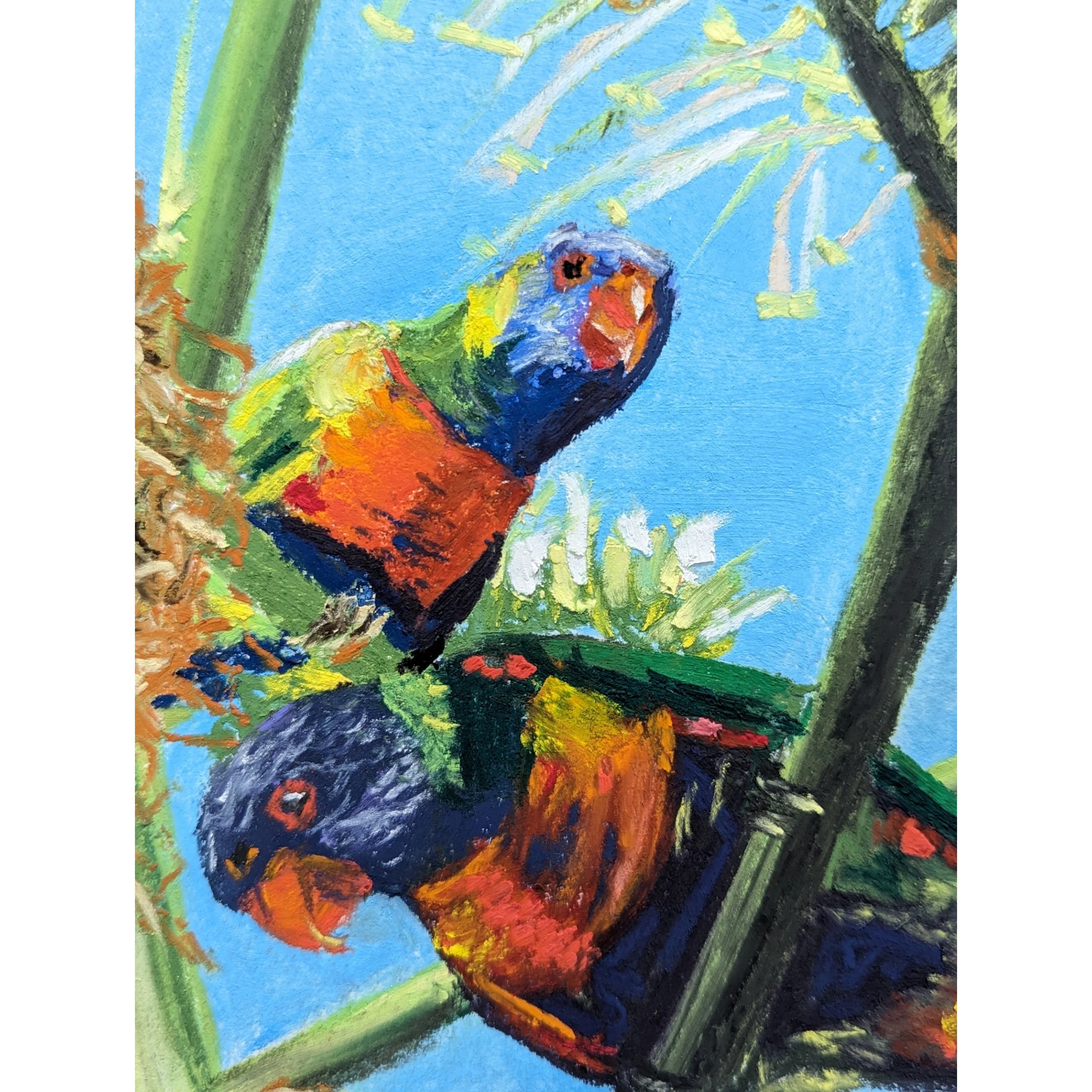 Sam Askin Looking Lorikeets Closeup