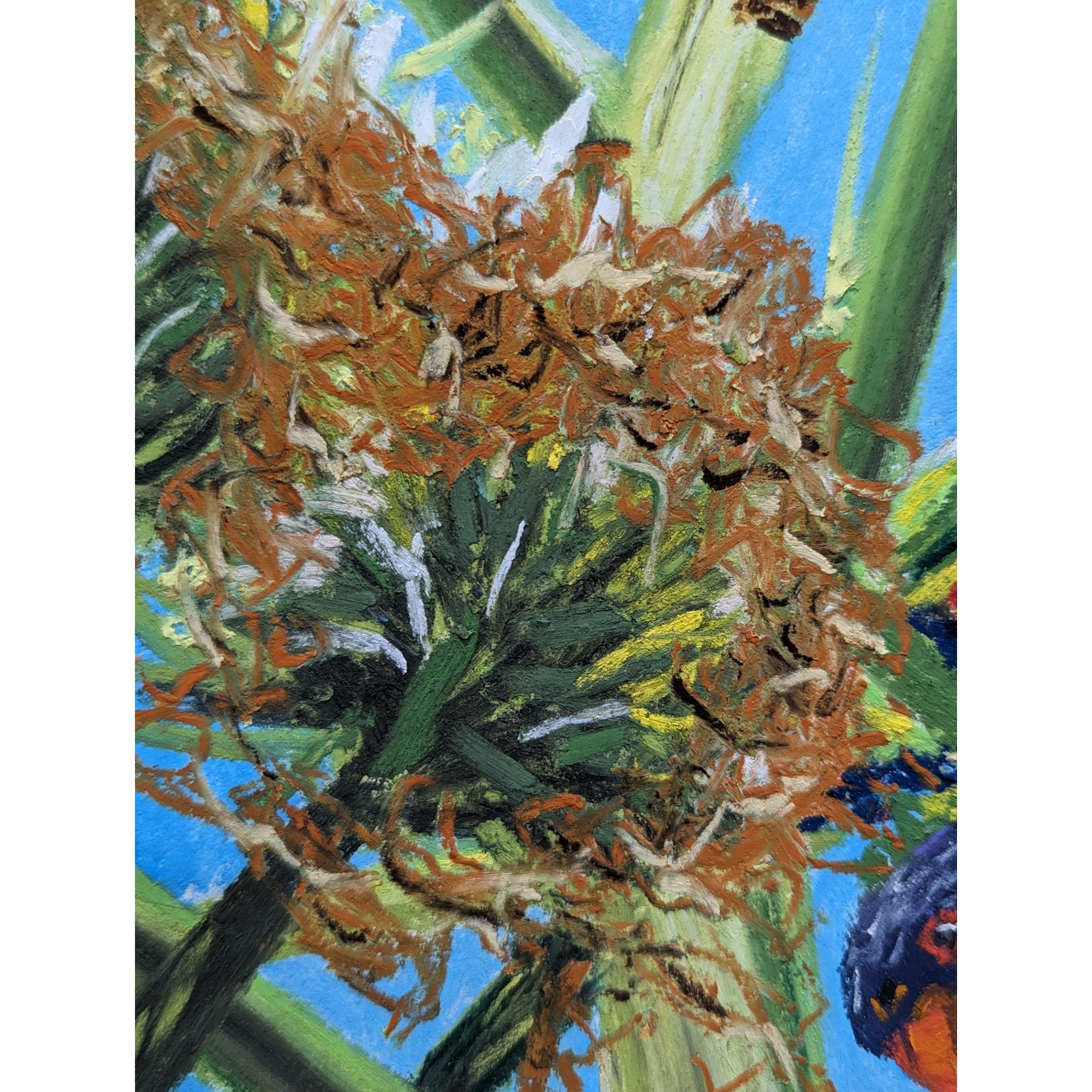 Sam Askin Looking Lorikeets Flowers