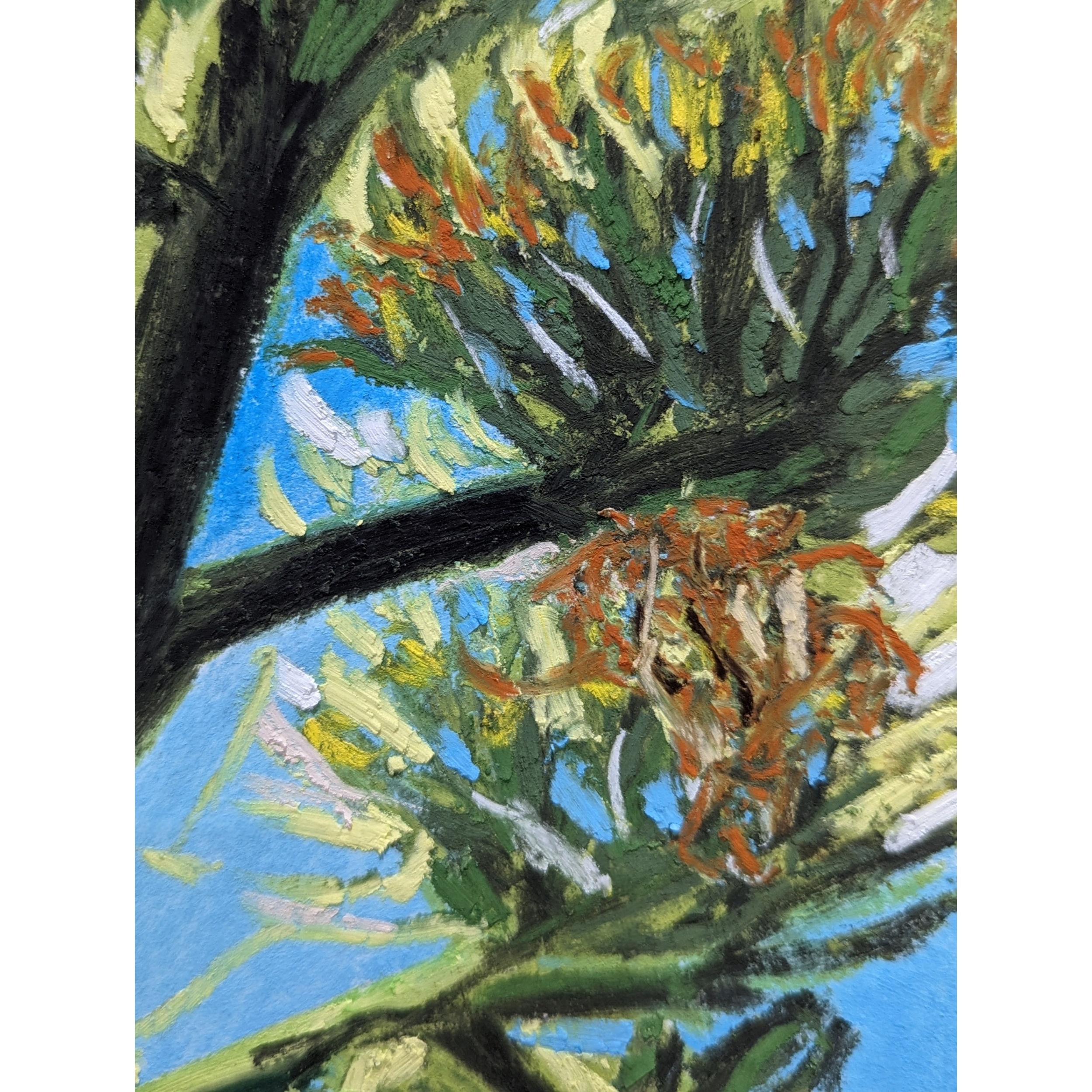 Sam Askin Looking Lorikeets Buds