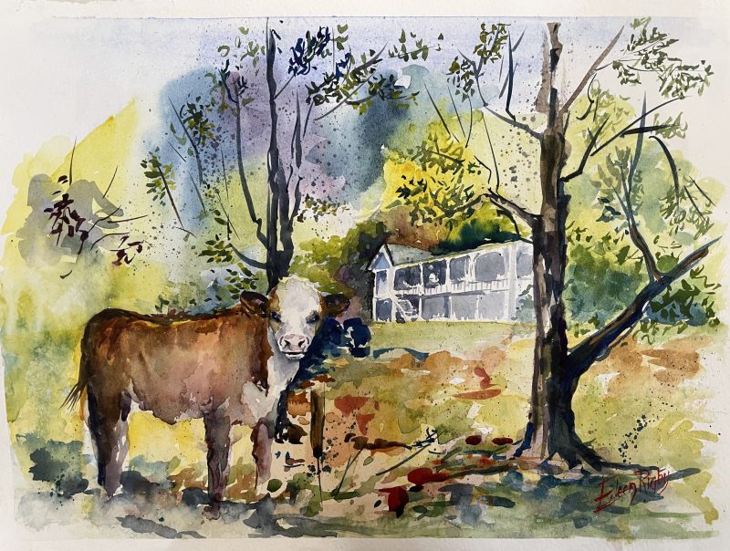 Samford Valley Cow