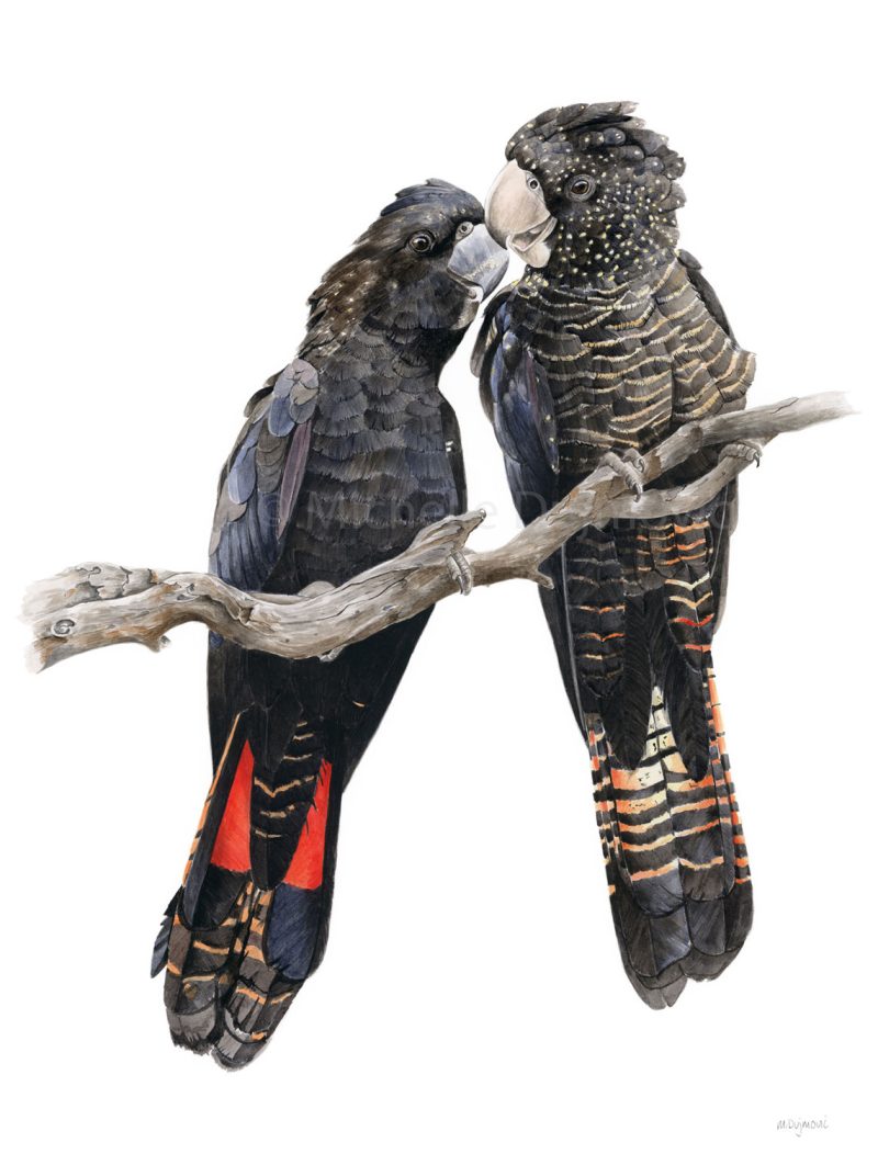 Forest Red-Tailed Black Cockatoos in the Bushland